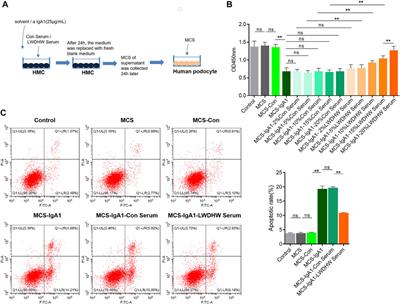 Liuwei Dihuang Pills Inhibit Podocyte Injury and Alleviate IgA Nephropathy by Directly Altering Mesangial Cell-Derived Exosome Function and Secretion